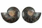 Cut & Polished Ammonite Fossil - Unusual Black Color #281379-1